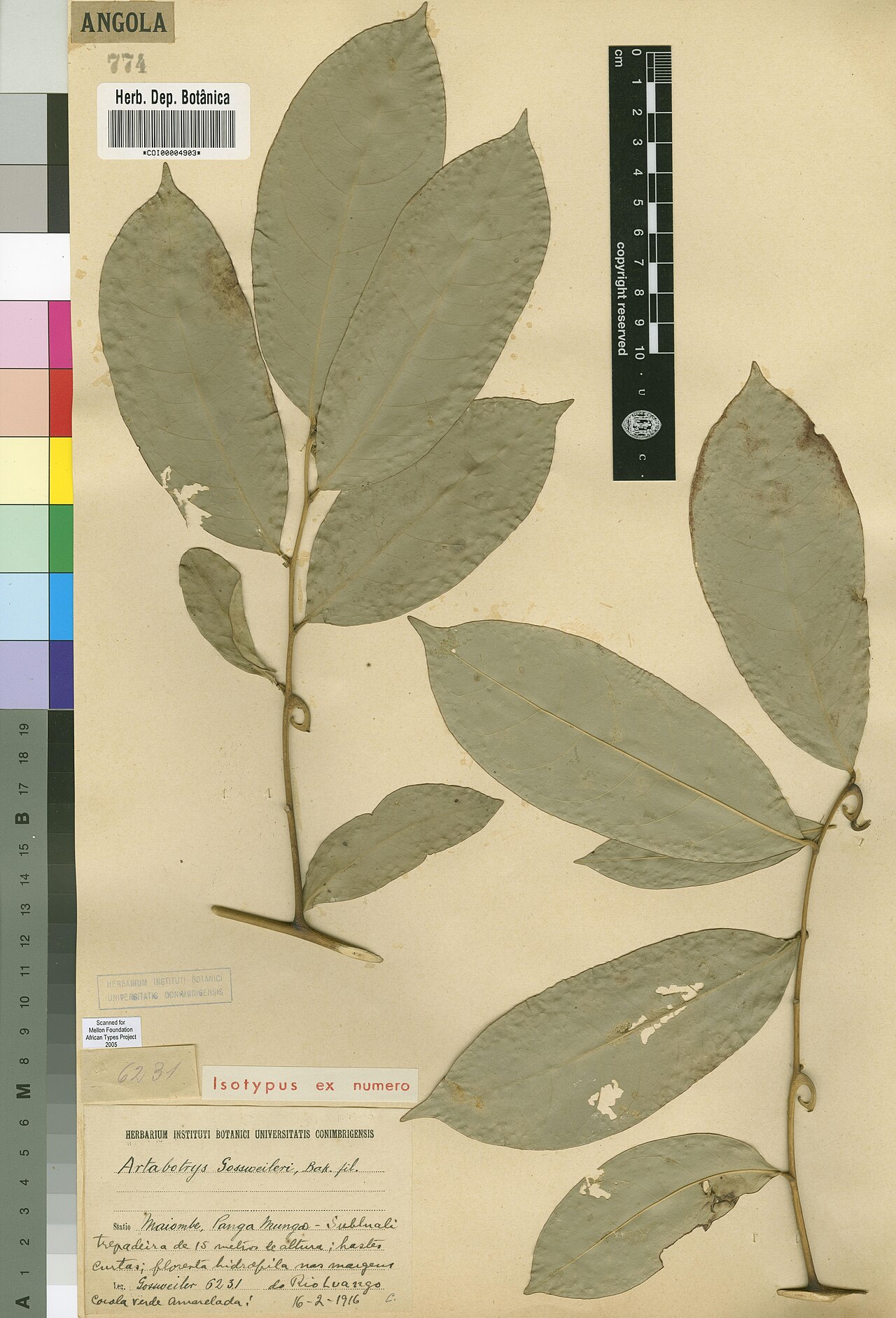 Artabotrys gossweileri: Photograph of Isotype of Artabotrys gossweileri at Herbarium of the University of Coimbra, Portugal (COI). Specimen COI00004903. http://coicatalogue.uc.pt/speci