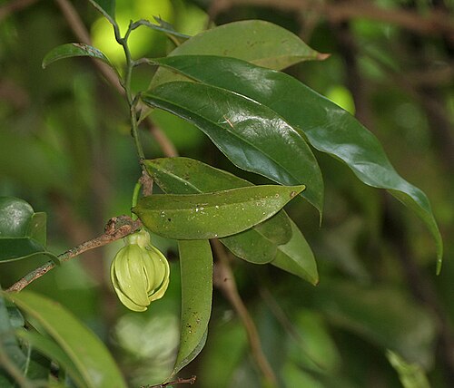 Climbing ilang-ilang: Green Champaka, Green Chapha, Hirva Champa or Ylang-Ylang vine Artabotrys hexapetalus in Hyderabad , India .