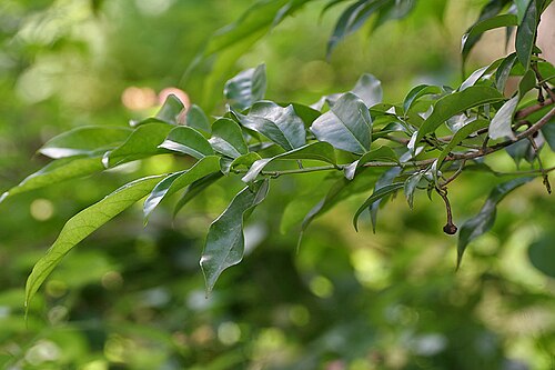 Climbing ilang-ilang: Green Champaka, Green Chapha, Hirva Champa or Ylang-Ylang vine Artabotrys hexapetalus in Hyderabad , India .