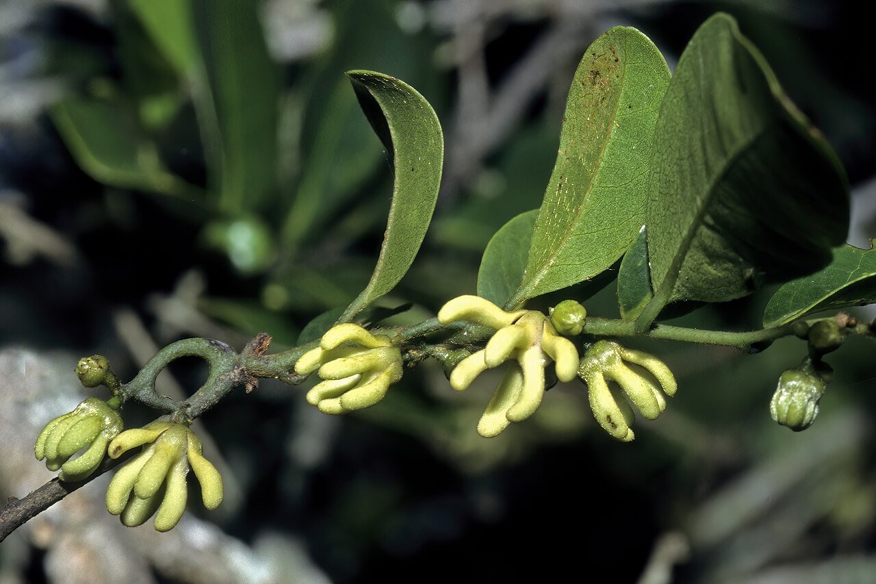 Red hookberry: Artabotrys monteiroae , flowers; Licuati Thicket, Maputo Province, Mozambique