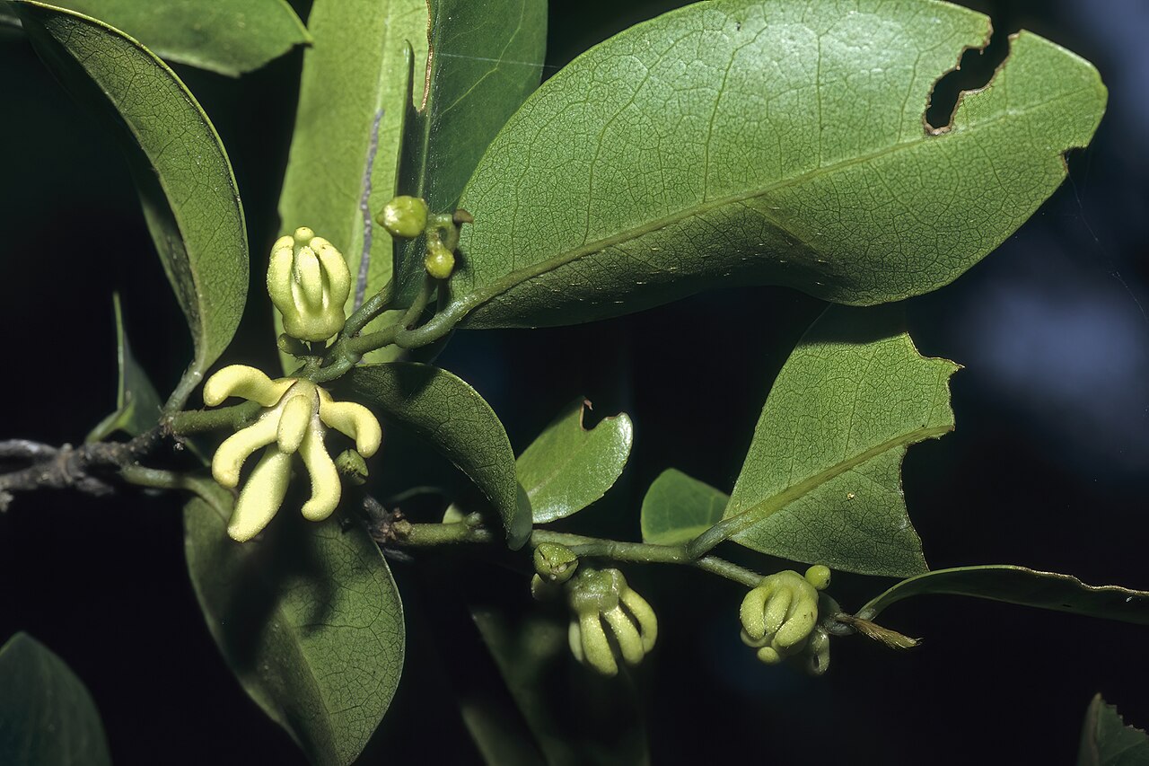 Red hookberry: Artabotrys monteiroae , flowers; Licuati Thicket, Maputo Province, Mozambique