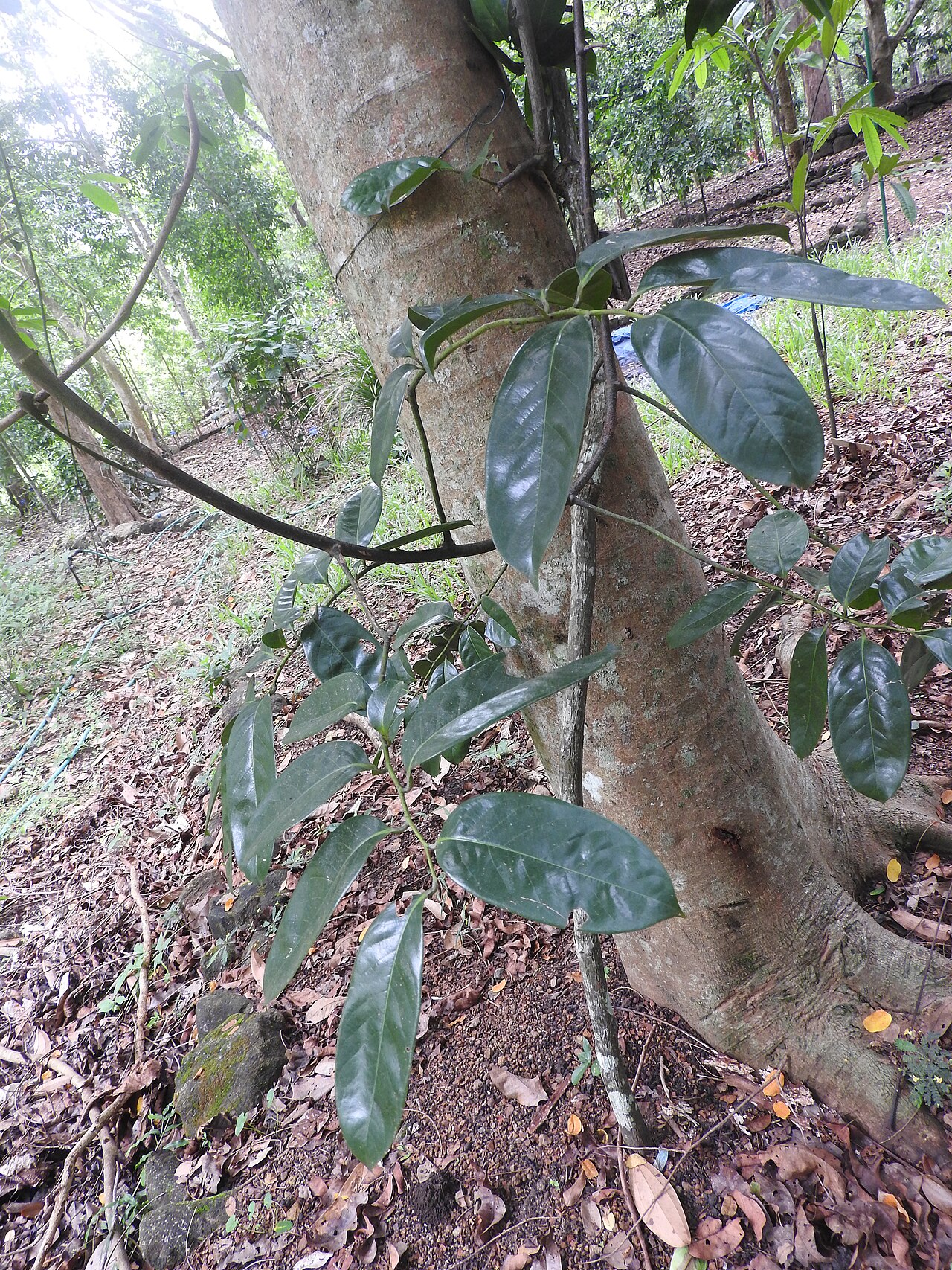 Artabotrys suaveolens: Annonaceae-koluvaravalli;climber.