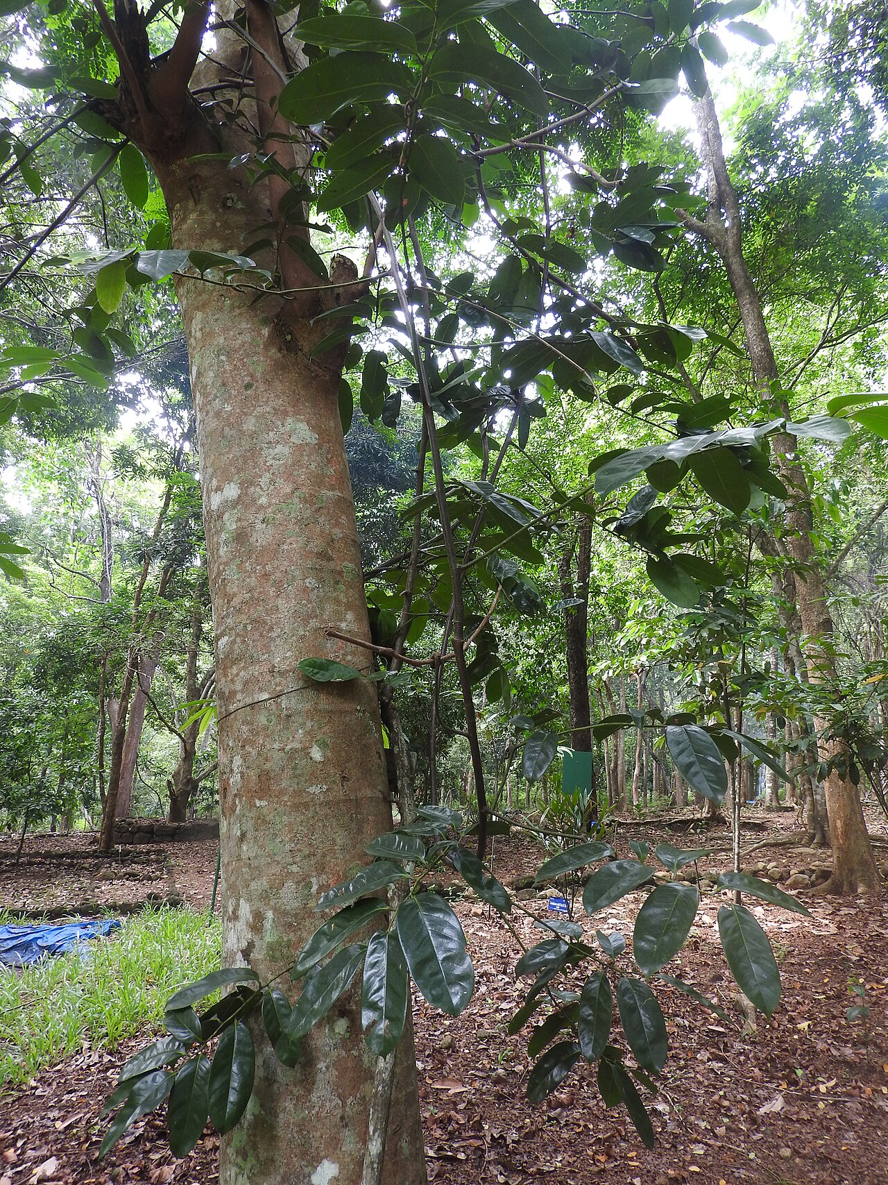 Artabotrys suaveolens: Annonaceae-koluvaravalli;climber.