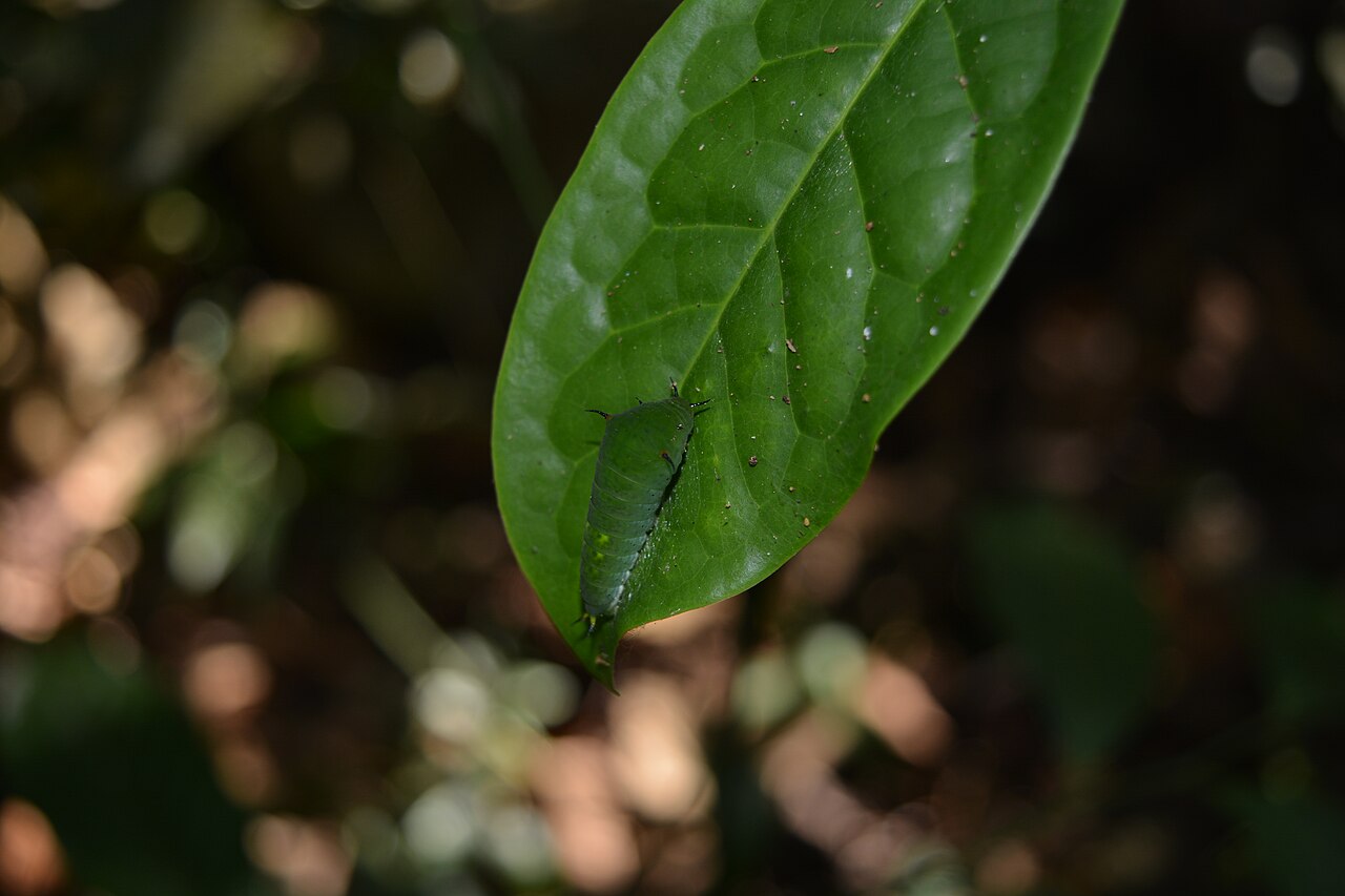 Artabotrys zeylanicus: Photos taken from Kannavam Reserve Forest and Peravoor