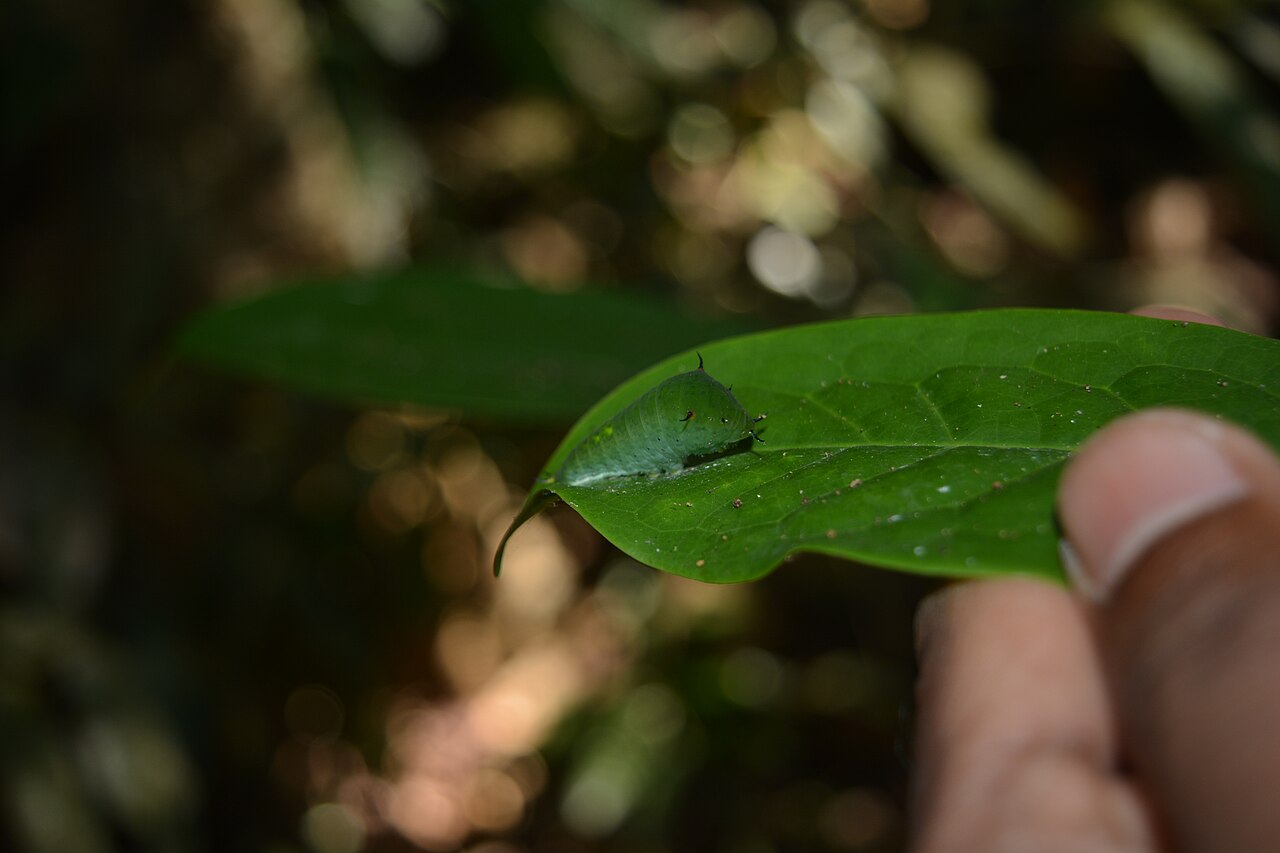 Artabotrys zeylanicus: Photos taken from Kannavam Reserve Forest and Peravoor