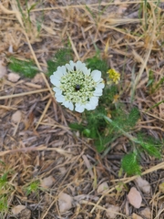 Artedia squamata (Artedia squamata)