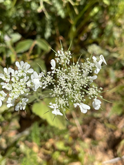 Artedia squamata (Artedia squamata)