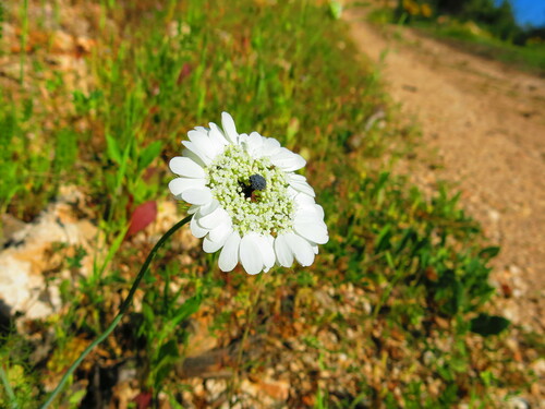 Artedia squamata (Artedia squamata)