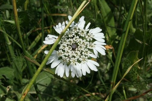Artedia squamata: Ombelle de l'espèce Artedia squamata .
