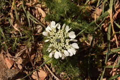 Artedia squamata (Artedia squamata)