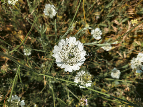 Artedia squamata (Artedia squamata)