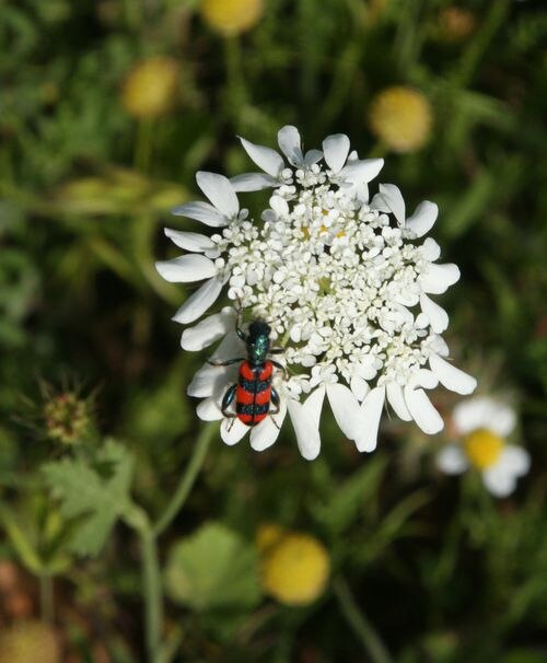 Artedia squamata: Insecte (à identifier) sur ombelle de Artedia squamata .