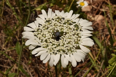 Artedia squamata (Artedia squamata)