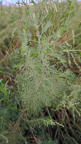 Southernwood (Artemisia abrotanum)