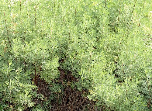 Southernwood: This image shows Southernwood ( Artemisia abrotanum ). It has been taken at the island Mainau.