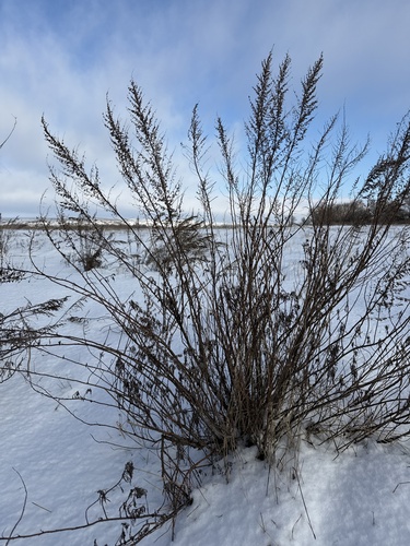 Southernwood (Artemisia abrotanum)