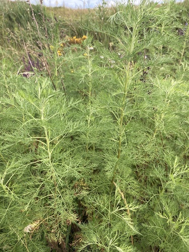 Southernwood (Artemisia abrotanum)