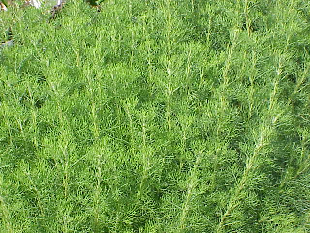 Southernwood: Species : Artemisia abrotanum Family : Compositae Image No. 1