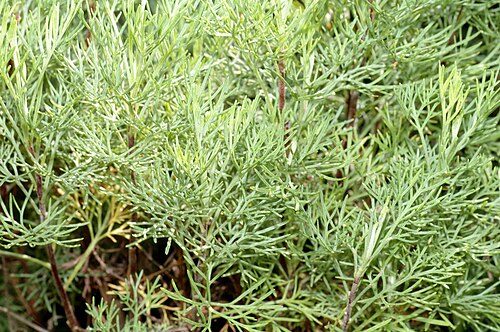 Southernwood: This image shows Southernwood ( Artemisia abrotanum ). It has been taken at the island Mainau.