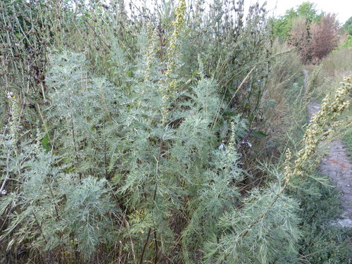 Southernwood (Artemisia abrotanum)