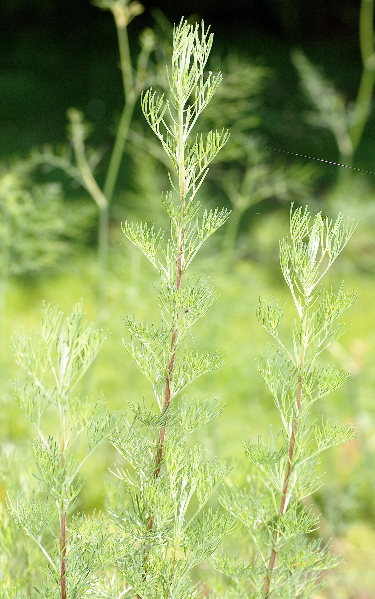 Southernwood: This image shows Southernwood ( Artemisia abrotanum ). It has been taken at the island Mainau.