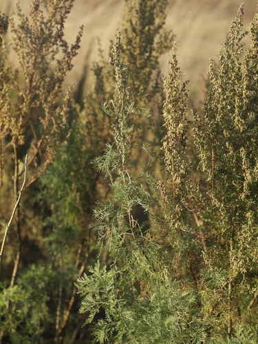 Southernwood (Artemisia abrotanum)