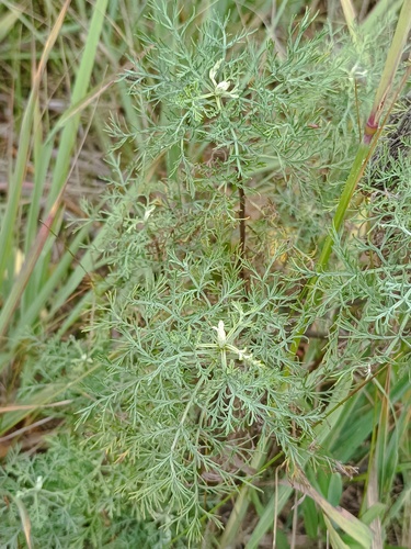 Southernwood (Artemisia abrotanum)