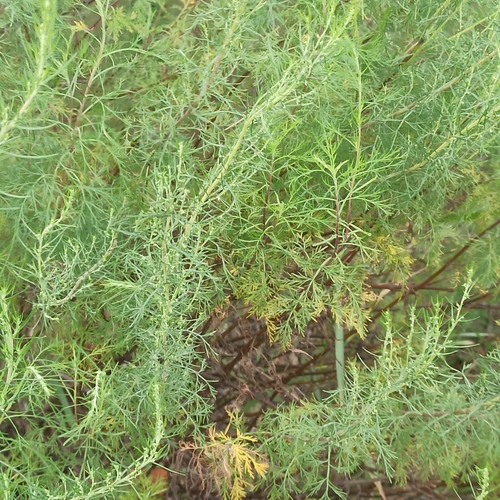 Southernwood (Artemisia abrotanum)