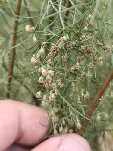 Southernwood (Artemisia abrotanum)