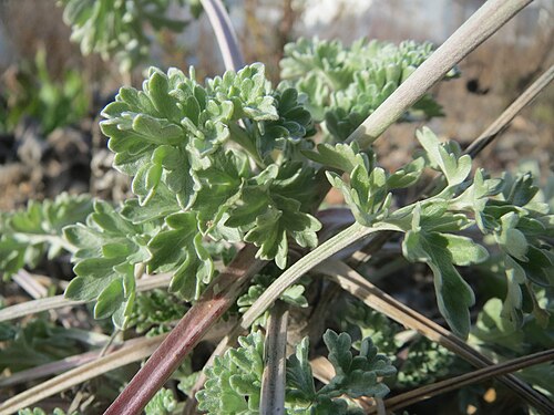 Absinthium: Grundblätter vom Wermutkraut ( Artemisia absinthium ) auf einem Baugrund in Hockenheim. Hebt sich deutlich ab durch die bläuliche Färbung. Es ist der Einzige mi
