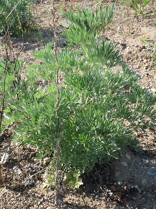 Absinthium: Grundblätter vom Wermutkraut ( Artemisia absinthium ) auf einer Brachfläche am Messplatz in Hockenheim - diese Art kommt in Hockenheim nur an diesem Standort vo
