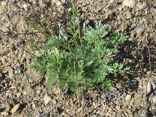 Absinthium: Grundblätter vom Wermutkraut ( Artemisia absinthium ) auf einer Brachfläche am Messplatz in Hockenheim - Hebt sich vom ähnlichen Beifuß durch einen ins bläulich