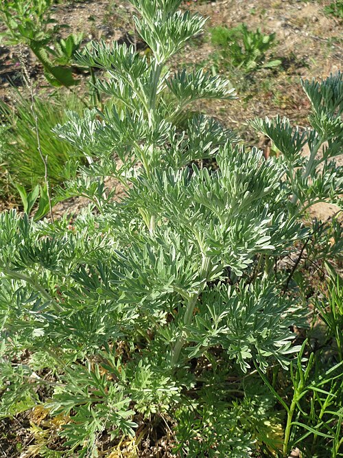 Absinthium: Grundblätter vom Wermutkraut ( Artemisia absinthium ) auf einer Brachfläche am Messplatz in Hockenheim - diese Art kommt in Hockenheim nur an diesem Standort vo