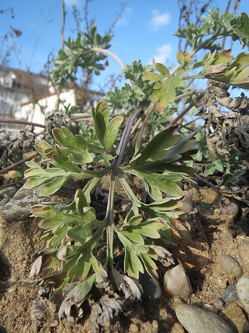 Absinthium: Grundblätter vom Wermutkraut ( Artemisia absinthium ) auf einem Baugrund in Hockenheim. Hebt sich deutlich ab durch die bläuliche Färbung. Es ist der Einzige mi