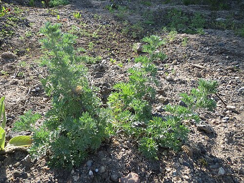 Absinthium: Grundblätter vom Wermutkraut ( Artemisia absinthium ) auf einer Brachfläche am Messplatz in Hockenheim - diese Art kommt in Hockenheim nur an diesem Standort vo