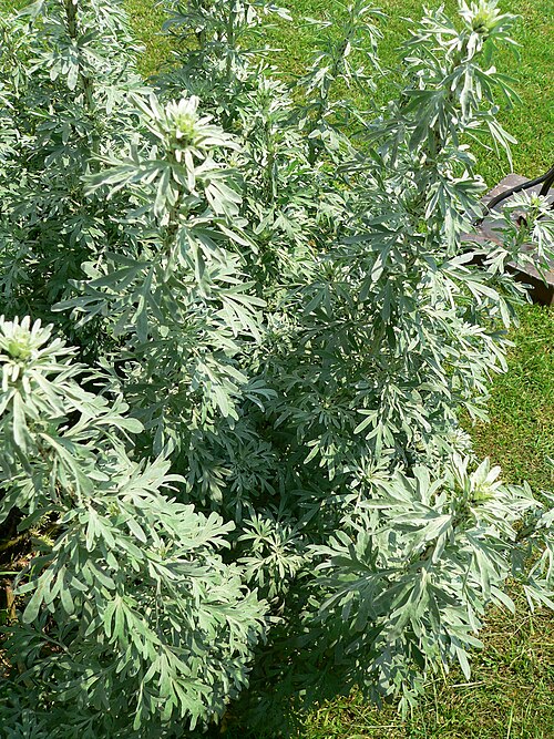 Absinthium: Artemisia absinthium , jardin du musée de l'absinthe, Auvers-sur-Oise , France