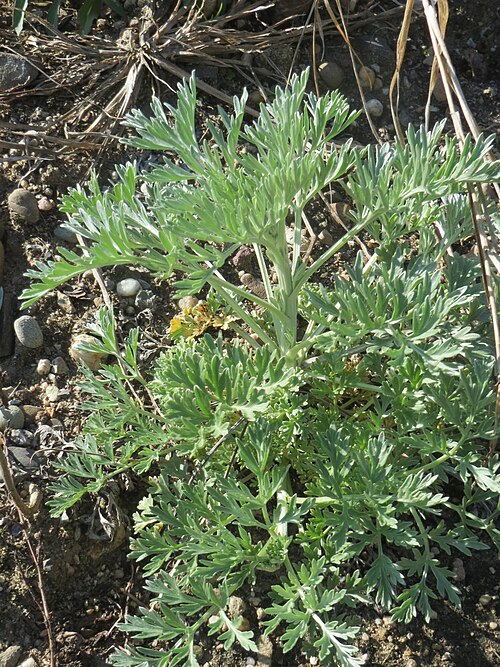 Absinthium: Grundblätter vom Wermutkraut ( Artemisia absinthium ) auf einer Brachfläche am Messplatz in Hockenheim - Hebt sich vom ähnlichen Beifuß durch einen ins bläulich