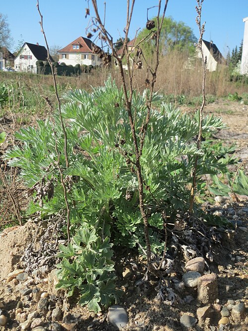 Absinthium: Grundblätter vom Wermutkraut ( Artemisia absinthium ) auf einer Brachfläche am Messplatz in Hockenheim - Hebt sich vom ähnlichen Beifuß durch einen ins bläulich