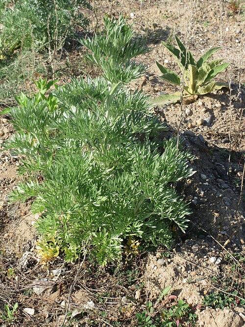 Absinthium: Grundblätter vom Wermutkraut ( Artemisia absinthium ) auf einer Brachfläche am Messplatz in Hockenheim - diese Art kommt in Hockenheim nur an diesem Standort vo