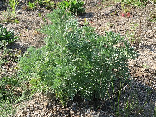 Absinthium: Grundblätter vom Wermutkraut ( Artemisia absinthium ) auf einer Brachfläche am Messplatz in Hockenheim - diese Art kommt in Hockenheim nur an diesem Standort vo