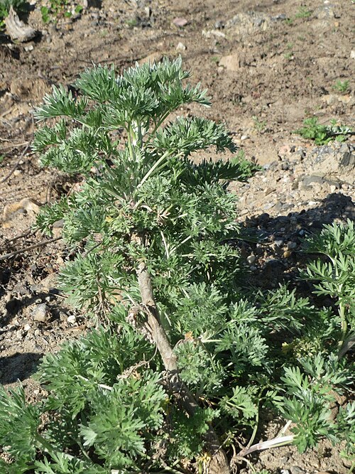 Absinthium: Grundblätter vom Wermutkraut ( Artemisia absinthium ) auf einer Brachfläche am Messplatz in Hockenheim - Hebt sich vom ähnlichen Beifuß durch einen ins bläulich