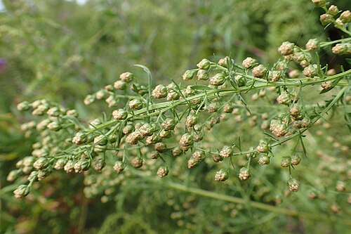 Sweet sagewort: Artemisia annua in the UMCS Botanical Garden in Lublin