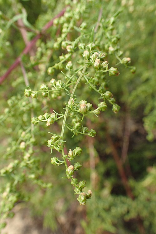 Sweet sagewort: Artemisia annua in the UMCS Botanical Garden in Lublin