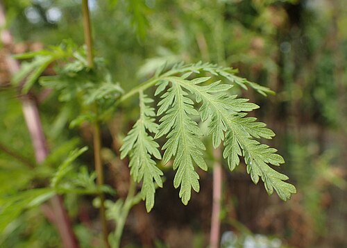 Sweet sagewort: Artemisia annua in the UMCS Botanical Garden in Lublin