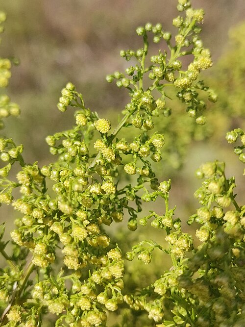 Sweet sagewort: Sweet annie ( Artemisia annua ) in Villeurbanne, Auvergne-Rhône-Alpes, France