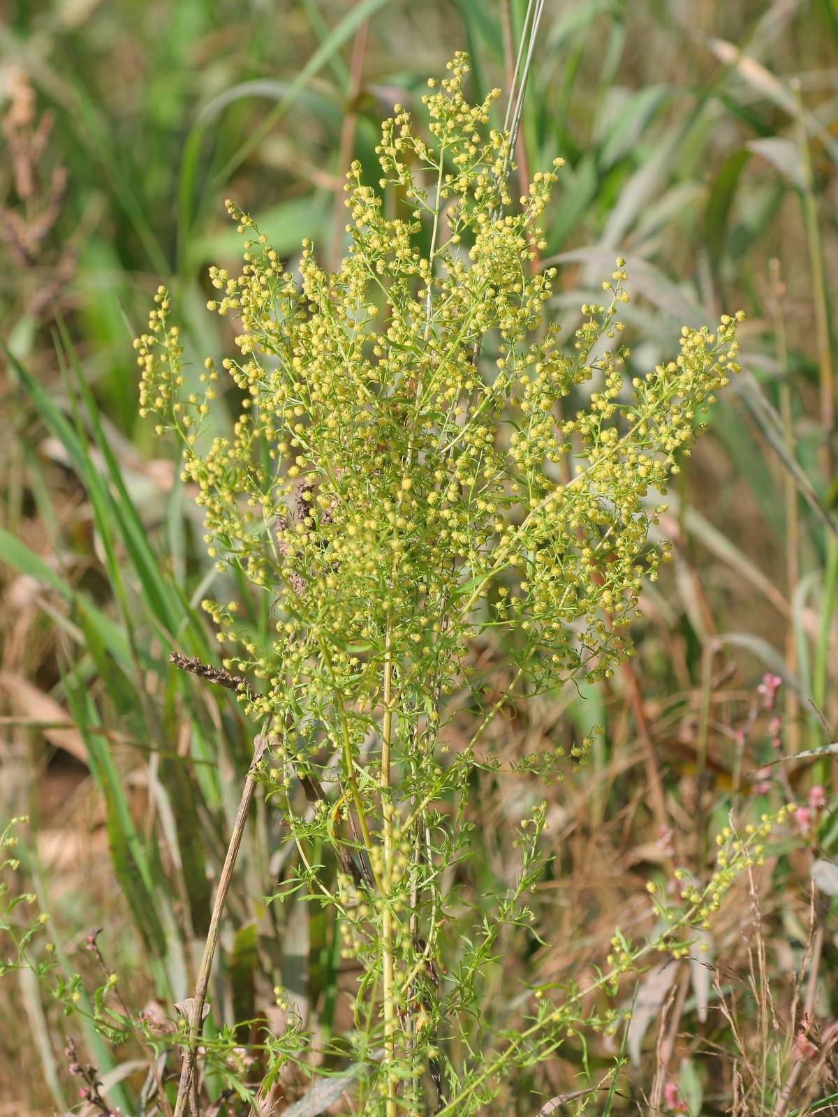 Sweet sagewort: Einjähriger Beifuß