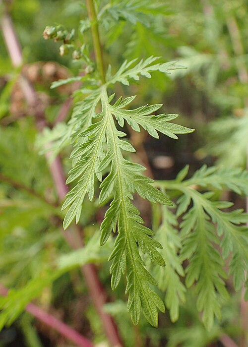 Sweet sagewort: Artemisia annua in the UMCS Botanical Garden in Lublin