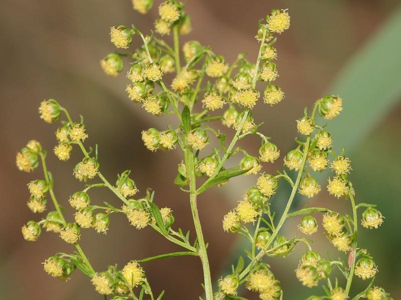 Sweet sagewort: Einjähriger Beifuß