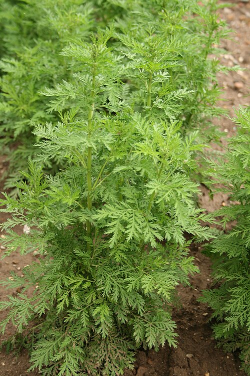 Sweet sagewort: Asteraceae im Ober-Olmer Wald. Natalie Schmalz