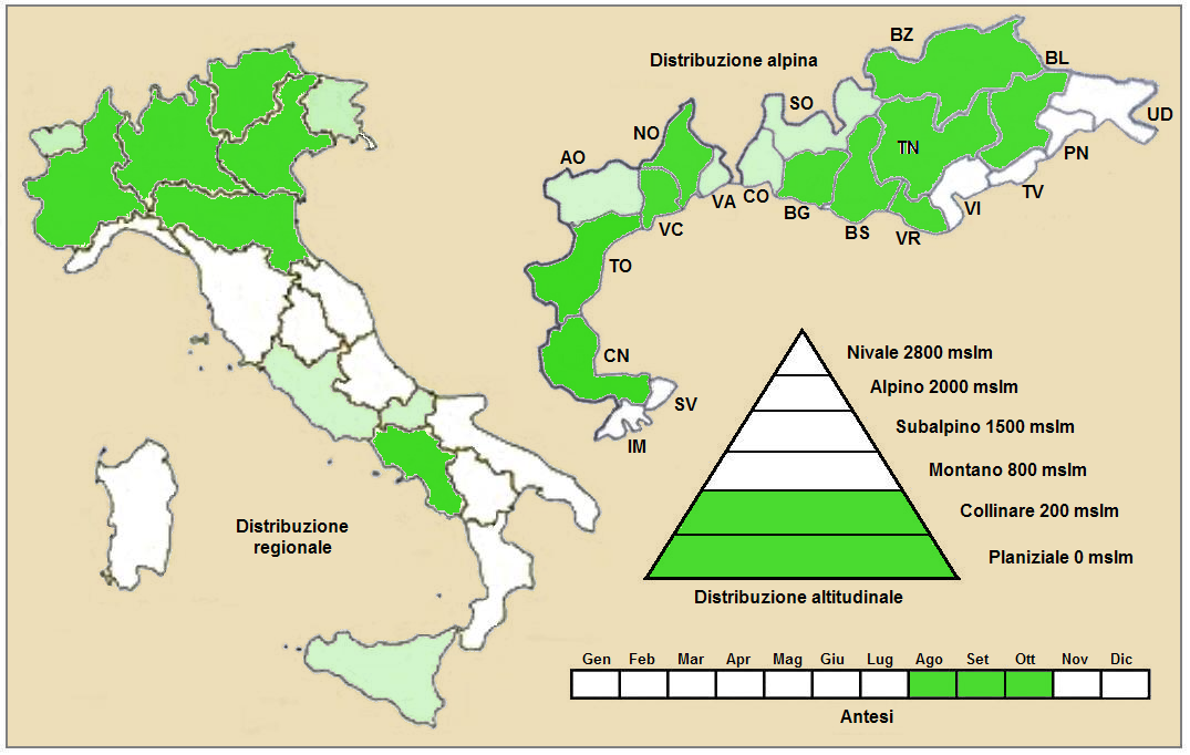 Sweet sagewort: Artemisia annua - Distribuzione